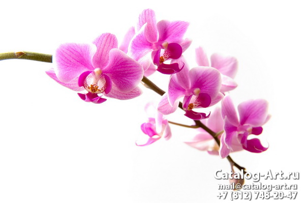 Pink orchids 18